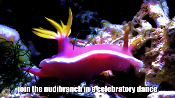 Send Nudis: Nudibranch Encounters for Socially Awkward Times